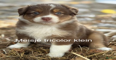 Australian Shepherd honden - Advertentie 15