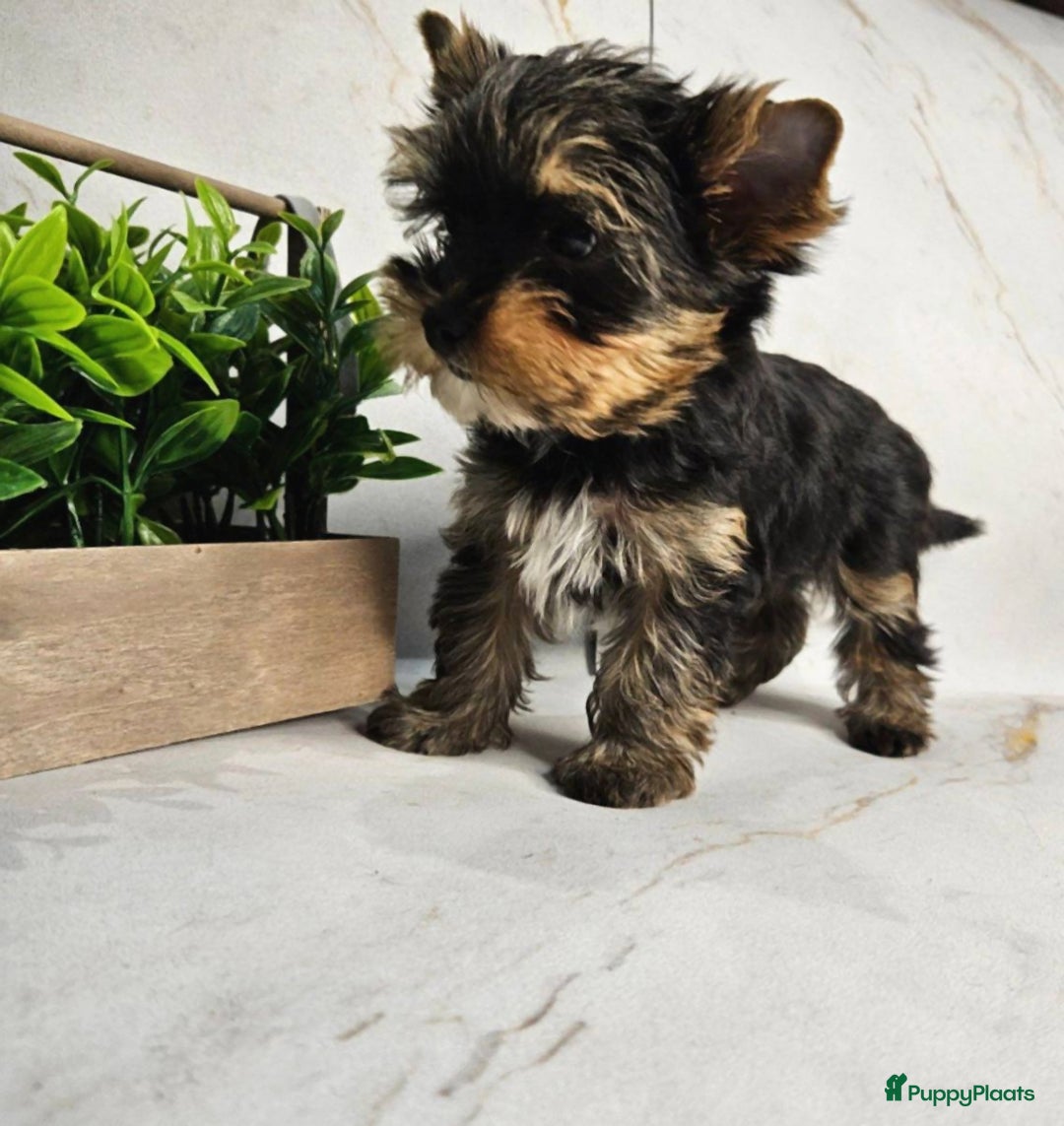 Yorkshire Terriër honden te koop: Yorkshire Terrier puppy’s - Advertentie 2