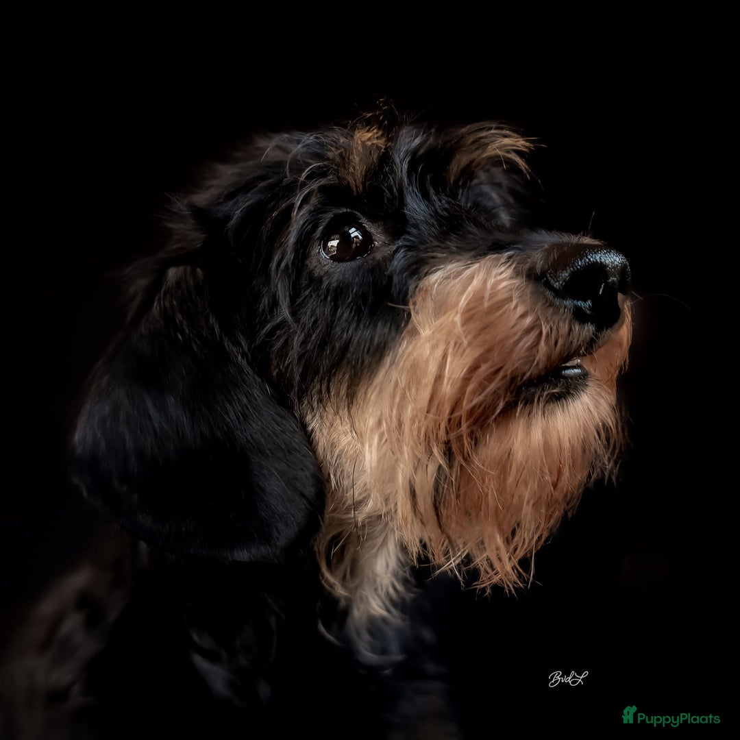 Ruwhaar Teckel honden te koop: Ruwhaar dwergteckel pups - Advertentie 2