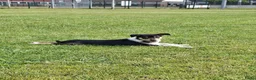 Schotse Herdershond korthaar honden te koop: Nog 2 knappe reuen schotse collie korthaar reuen. - Advertentie 20