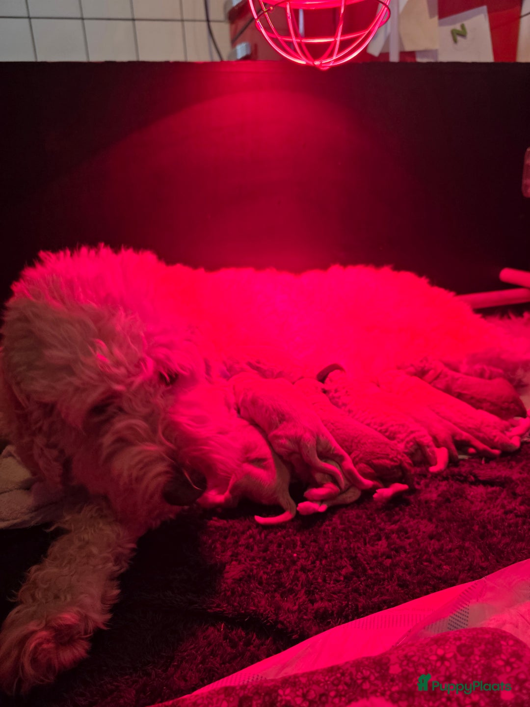 Goldendoodle honden te koop: 🐶 Goldendoodle pups medium - Advertentie 3