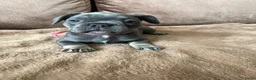 Franse Bulldog honden te koop: Franse Bulldog pups - Advertentie 2