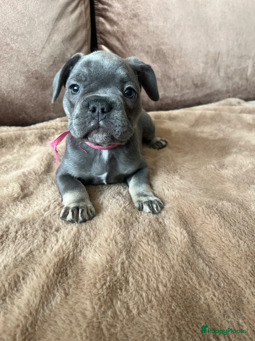 Franse Bulldog honden te koop: Franse Bulldog pups - Advertentie 2