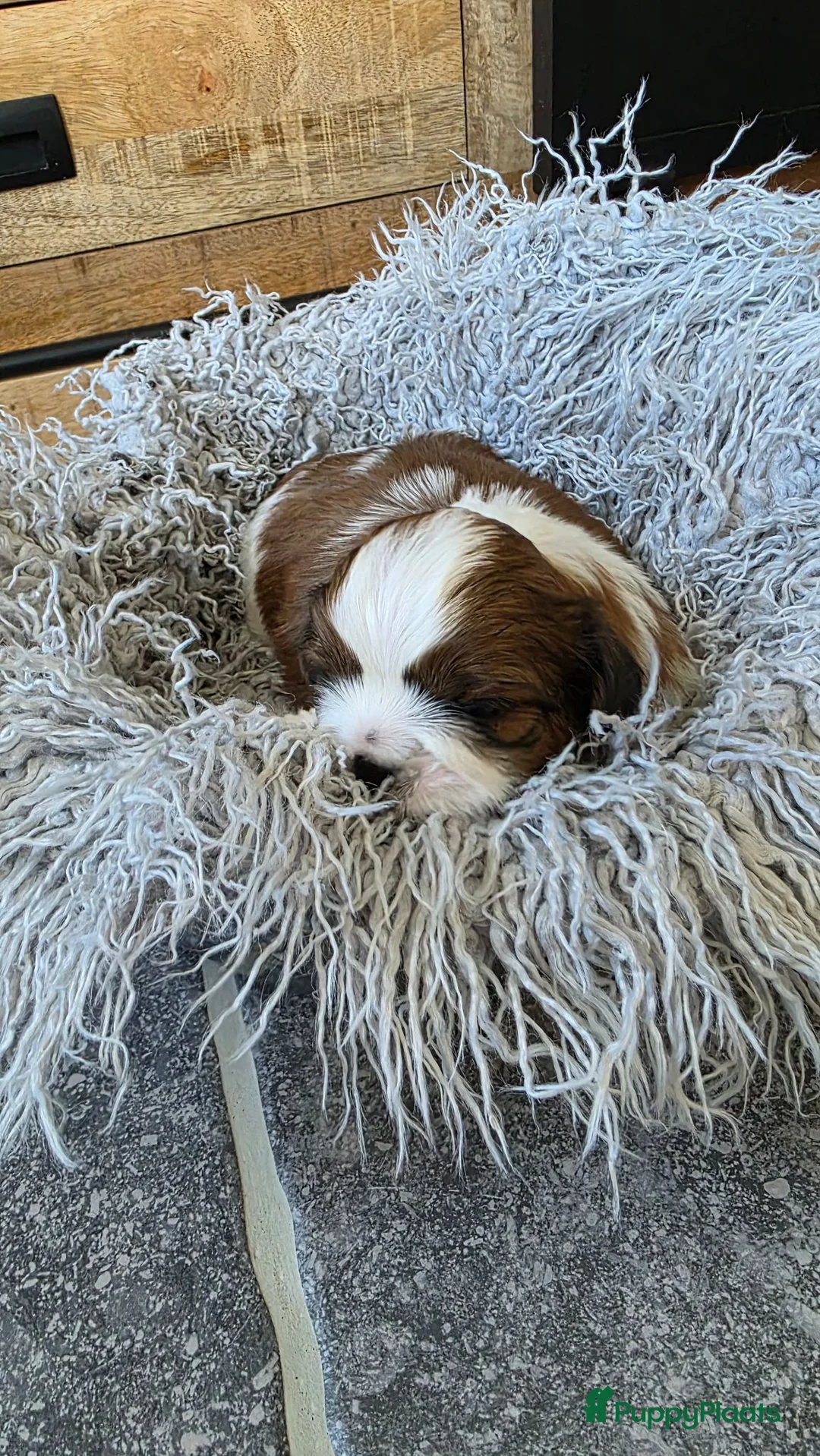Shih Tzu honden te koop: Nestje met prachtige Shih Tzu pups  - Advertentie 2