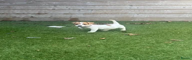 Jack Russel Terriër 1