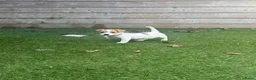 Jack Russel Terriër honden te koop: Jack Russell pups – 2 reutjes & 2 teefjes - Advertentie 18