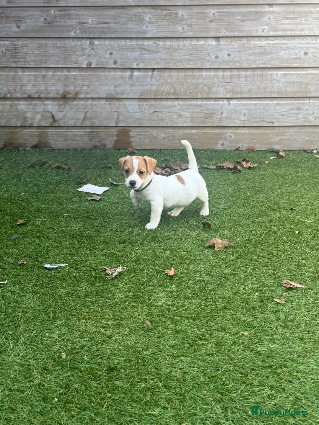 Jack Russel Terriër honden te koop: Jack Russell pups – 2 reutjes & 2 teefjes - Advertentie 18