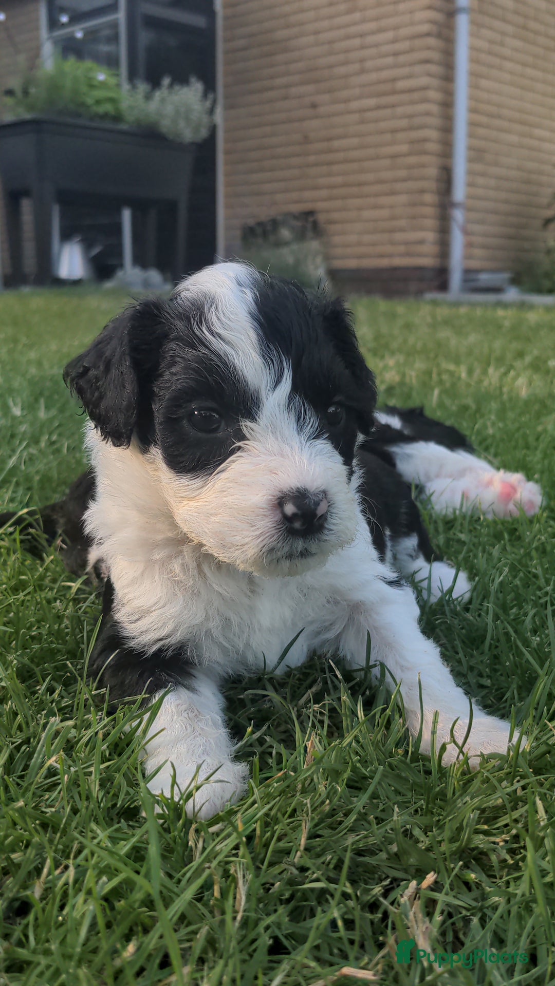 Kruising honden te koop: Mooi, lief en slim! hypoallergene Spaanse aussies - Afbeelding 19