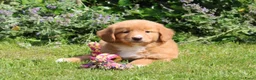 Nova Scotia Duck Tolling Retriever honden te koop: Mooie nova scotia duck tolling retriever pups  - Advertentie 10