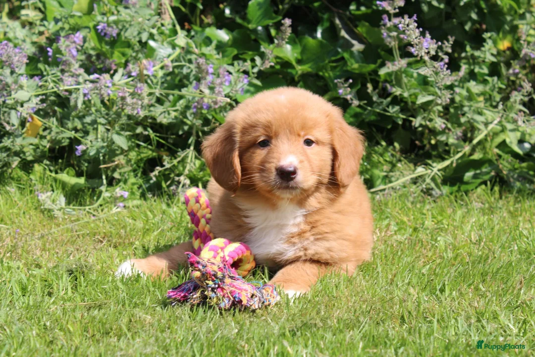 Nova Scotia Duck Tolling Retriever honden te koop: Mooie nova scotia duck tolling retriever pups  - Advertentie 10