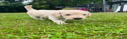 Labradoodle honden te koop: Prachtige medium labradoodle pups te koop in Breda - Advertentie 10