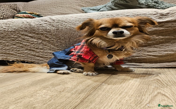 Chihuahua honden - Advertentie 1