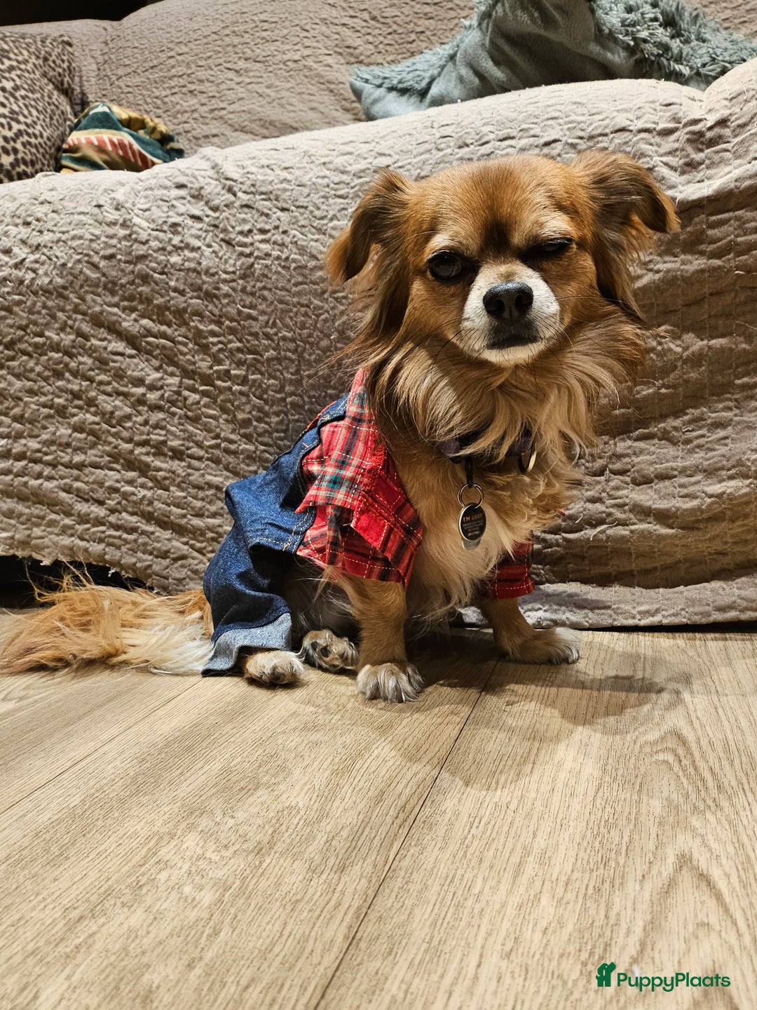 Chihuahua honden ter adoptie: Bubbles - Advertentie 1