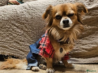 Chihuahua honden Bubbles - Advertentie 11