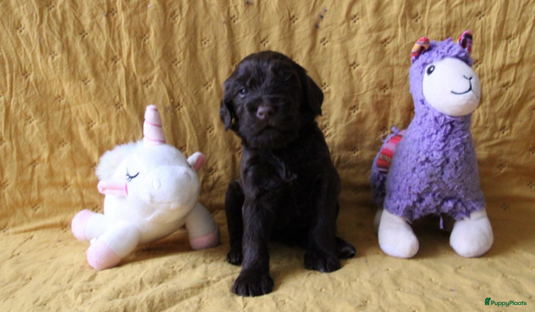 Barbet honden te koop: Barbet pups - Advertentie 38