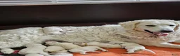Kuvasz honden te koop: **Bijzondere Kuvasz pups uit een droomcombinatie** - Advertentie 21