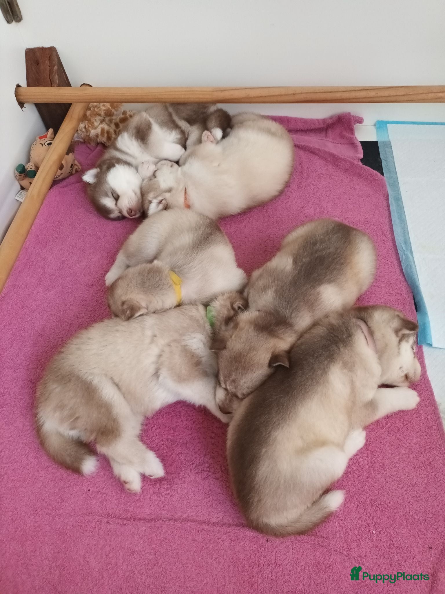 Siberische Husky honden Siberische Husky pups - Advertentie 10