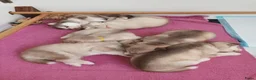 Siberische Husky honden te koop: Siberische Husky pups - Advertentie 1