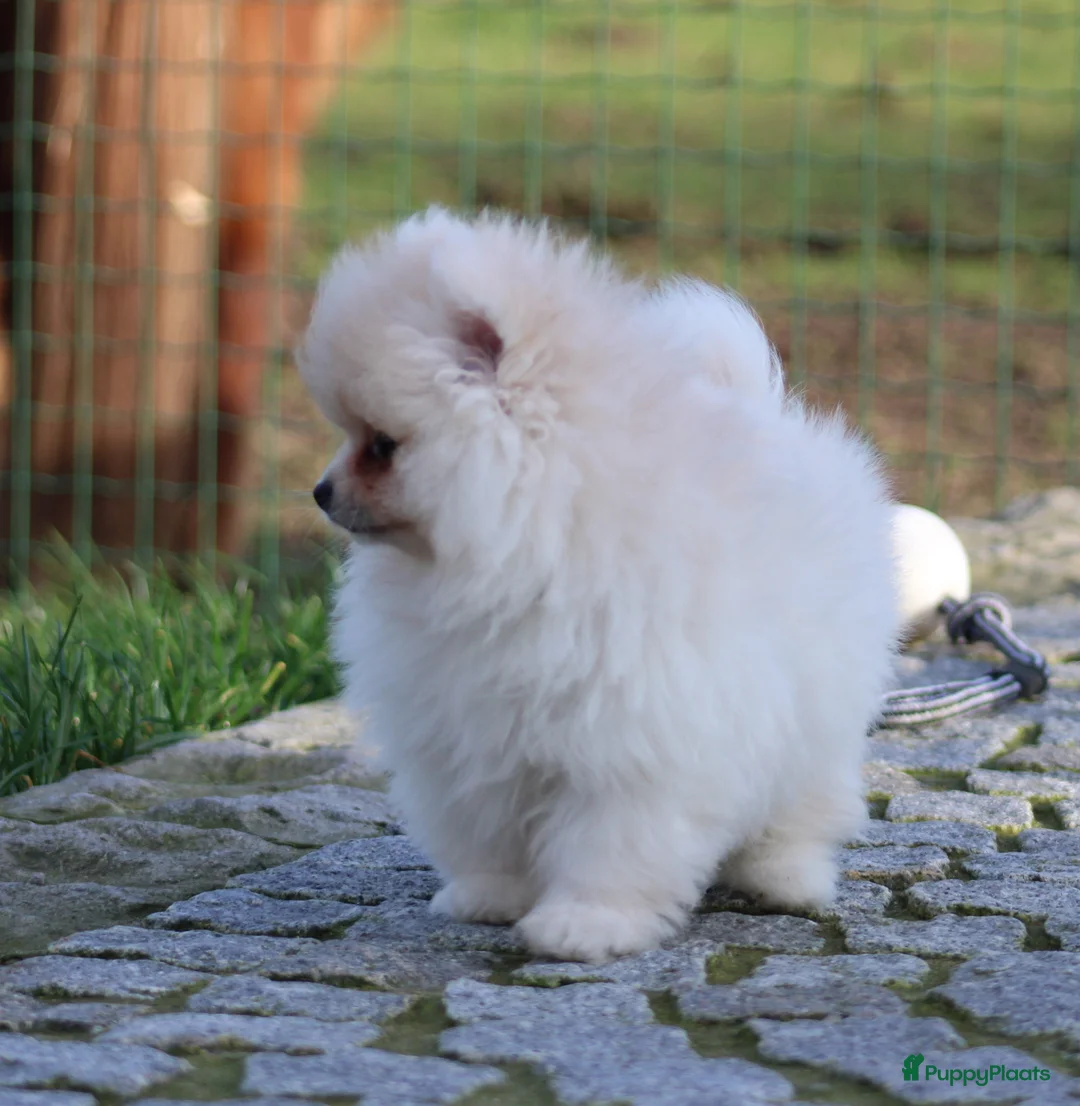 Pomeriaan honden te koop: Pomeriaan pup - Advertentie 3