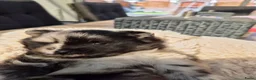 Pomeriaan honden te koop: Dwergkeesjes(pomeranian) - Advertentie 9