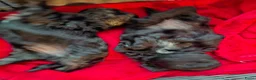 Boomer honden te koop: Boomer Shih Tzu  Maltese - Advertentie 8