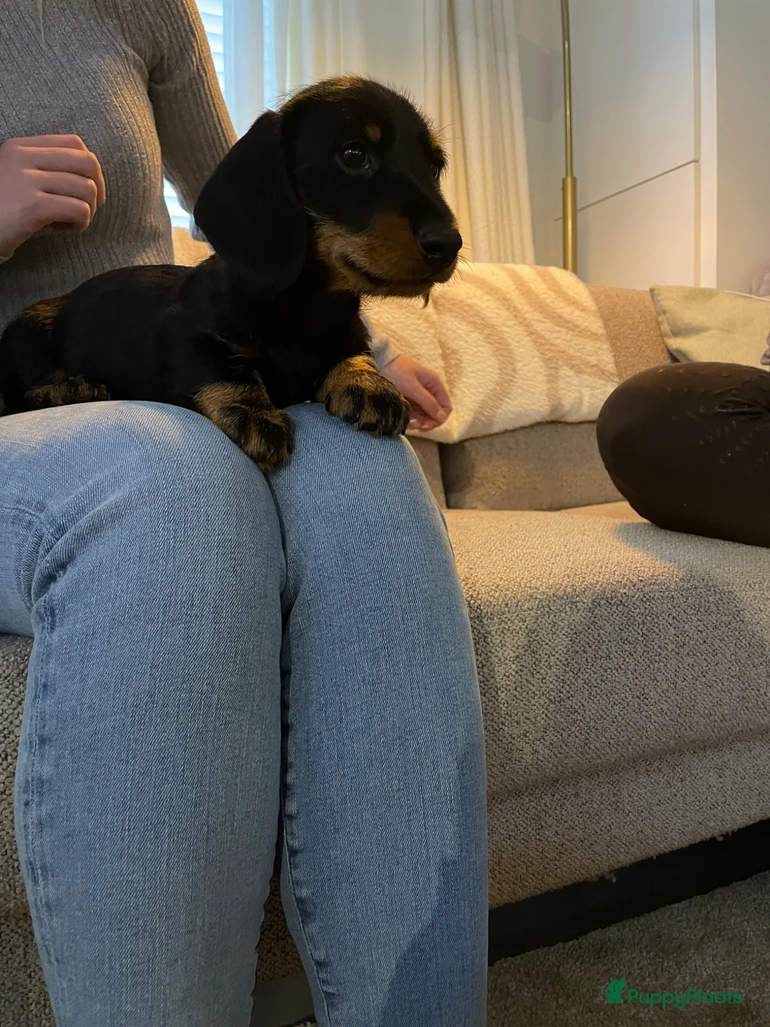 Teckel (korthaar)  honden te koop: Lief gladharig en ruwharig black and tan reutje - Advertentie 6