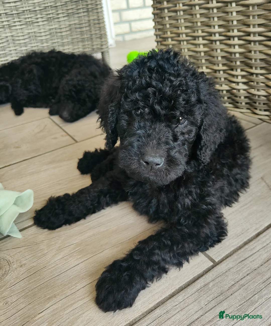 Labradoodle honden te koop: supermooi zwarte f4 multigen labradoodle pups - Advertentie 2
