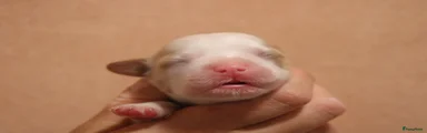 Havanezer Puppy 8