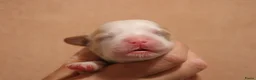 Havanezer honden te koop: Havanezer pups  - Advertentie 11
