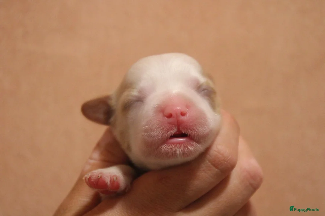 Havanezer honden te koop: Havanezer pups  - Advertentie 11