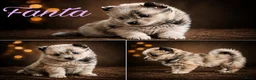 Pomsky honden te koop: Unieke Pomsky Pups - Advertentie 1