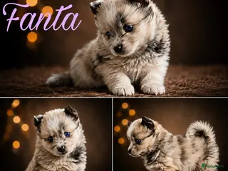 Pomsky honden Unieke Pomsky Pups - Advertentie 1