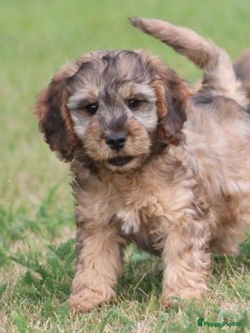 Cockapoo honden Cockapoo pups - Advertentie 3