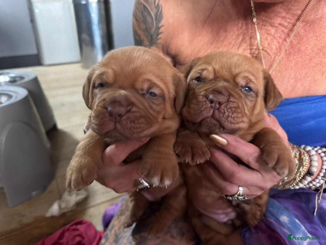 Bordeaux Dog honden te koop: Bordeauxdog puppy’s te koop in Lekkerkerk - Afbeelding 27
