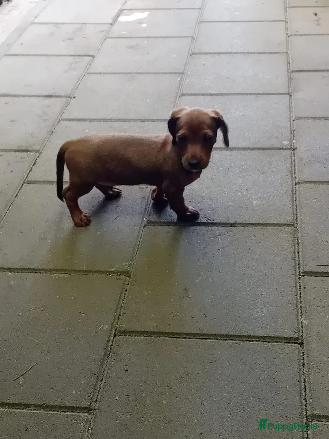 Kruising honden te koop: teckel tussen labradoodles puppy - Advertentie 1