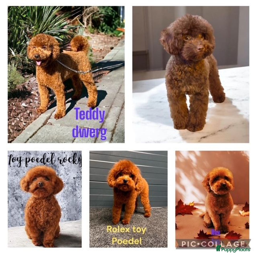 Poedel Toy honden ter dekking:  toy/dwerg poedel dekreutjes met fci stamboom - Afbeelding 12