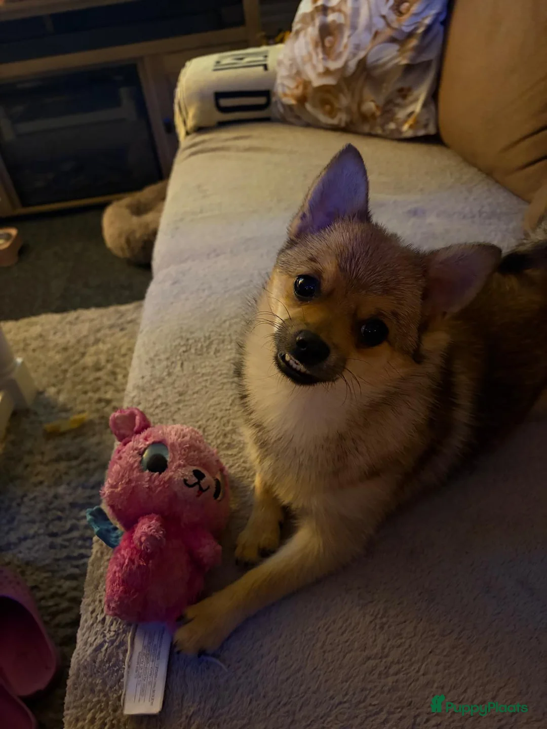 Pomchi honden te koop: Pomchi in Zutphen - Advertentie 1