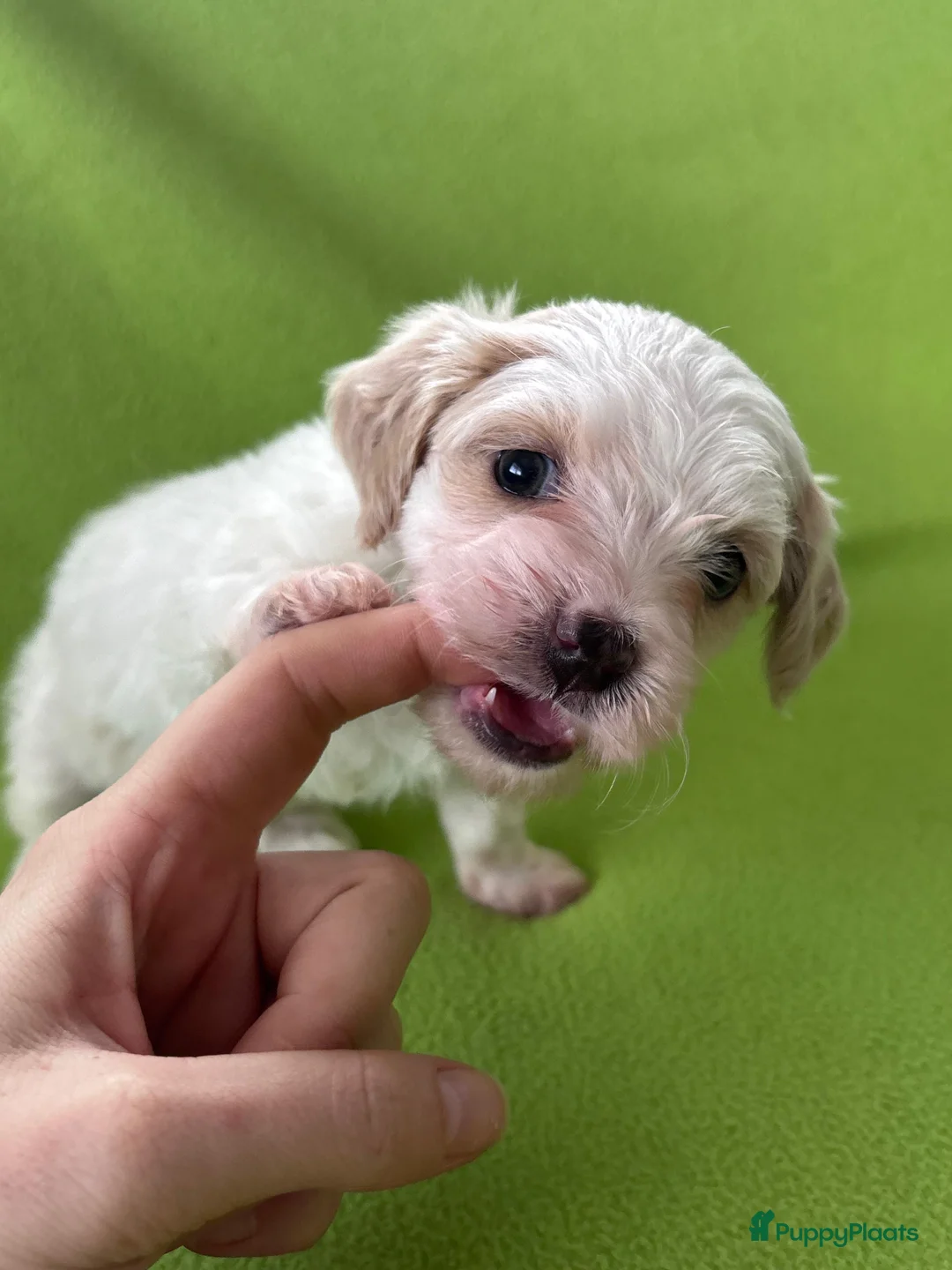 Kruising honden te koop: Maltipoo x Shih Tzu pups - Advertentie 5