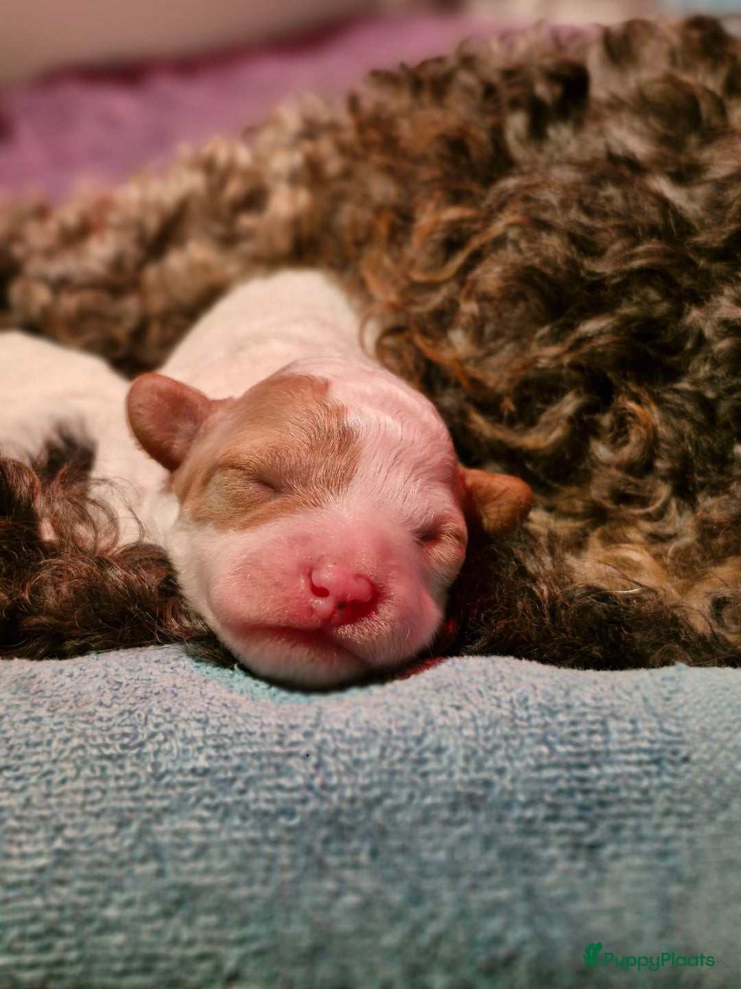 Poedel Toy honden te koop: 3 toy poedel reutjes - Advertentie 5