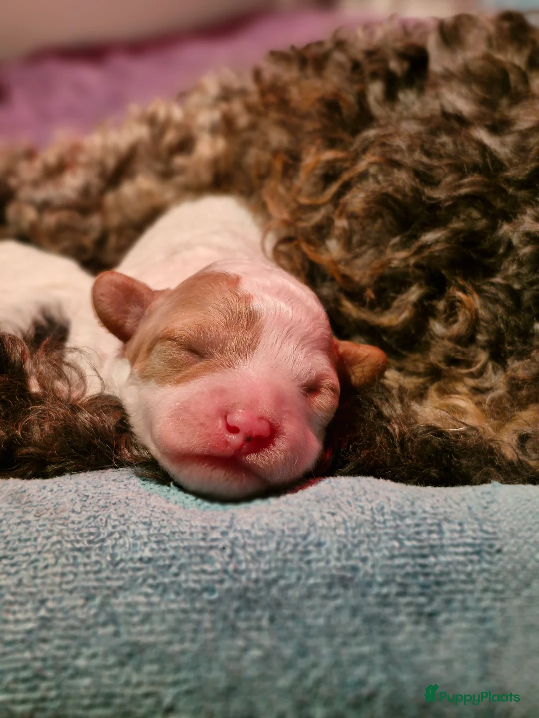 Poedel Toy honden te koop: 3 toy poedel reutjes - Advertentie 5