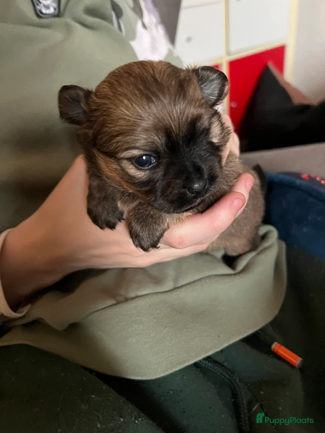 Pomchi honden te koop: Lieve Pomchi pups - Advertentie 28