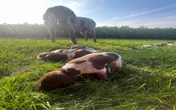 Duitse Staande Hond Korthaar honden te koop: Duitse staande korthaar  - Afbeelding 4