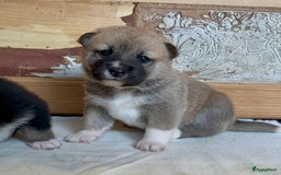 Shiba honden te koop: Shiba inu in Genk - Afbeelding 19