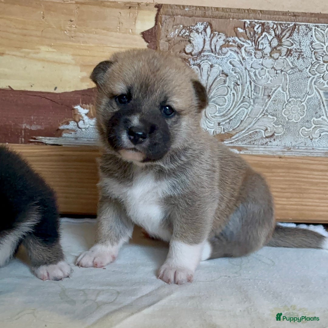 Shiba honden te koop: Shiba inu in Genk - Afbeelding 19