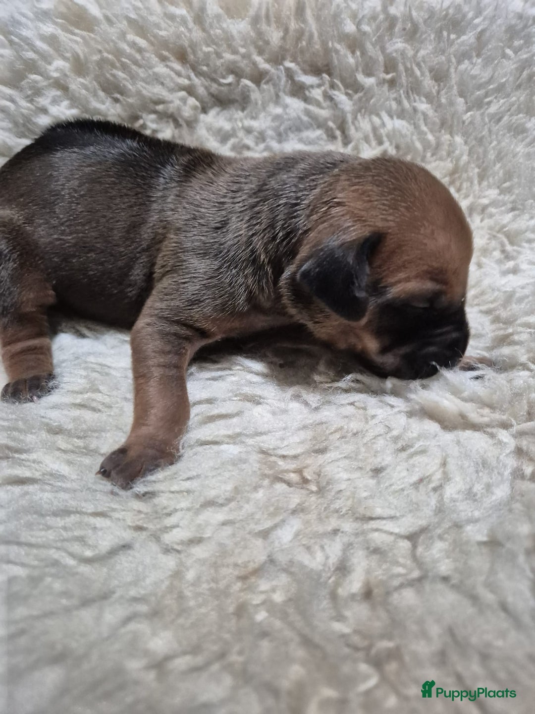 Rhodesian Ridgeback honden te koop: Eenmalig RR nestje-half juni van Keniaanse Teef in Elst - Afbeelding 12