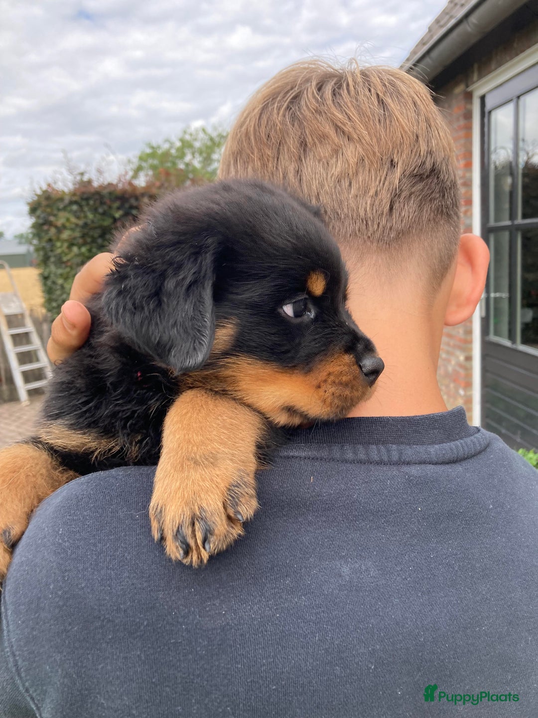Rottweiler honden te koop: Mooie Rottweiler pups - Afbeelding 13