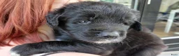 Kruising honden te koop: Pup Newfoundlander x Leonberger reutje - Advertentie 4