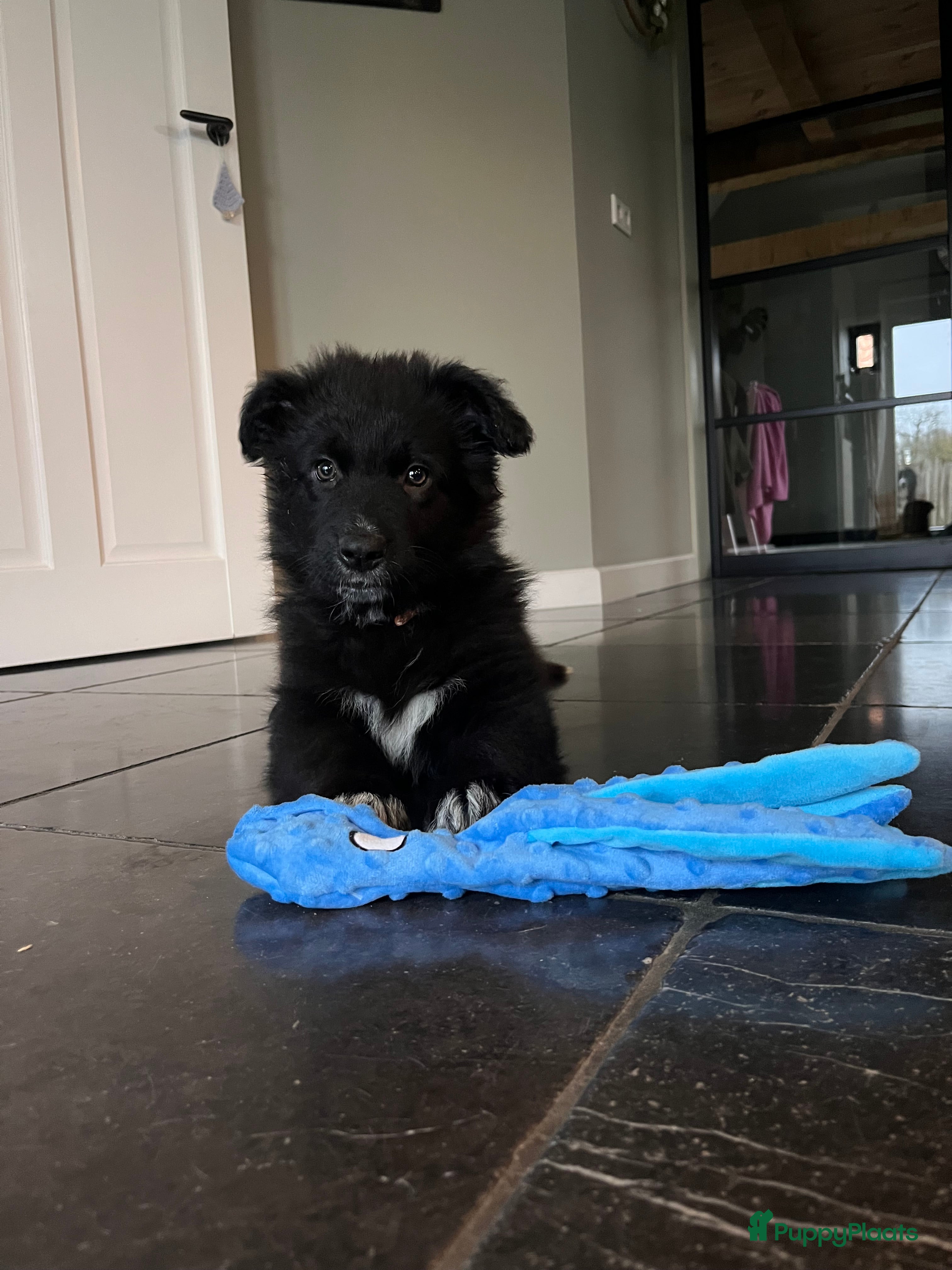 Kruising honden Lieve duitse herder x border collie pups - Advertentie 2