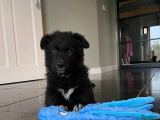 Kruising honden Lieve duitse herder x border collie pups - Advertentie 9