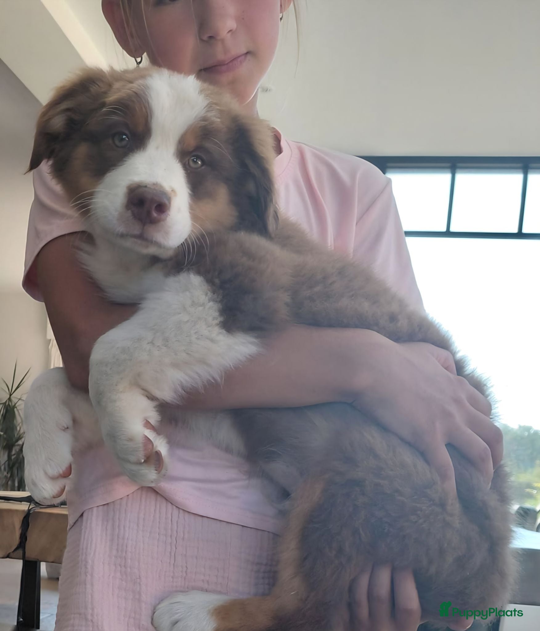 Australian Shepherd honden Raszuivere Australian Shepherd reu, getest ouders - Advertentie 2